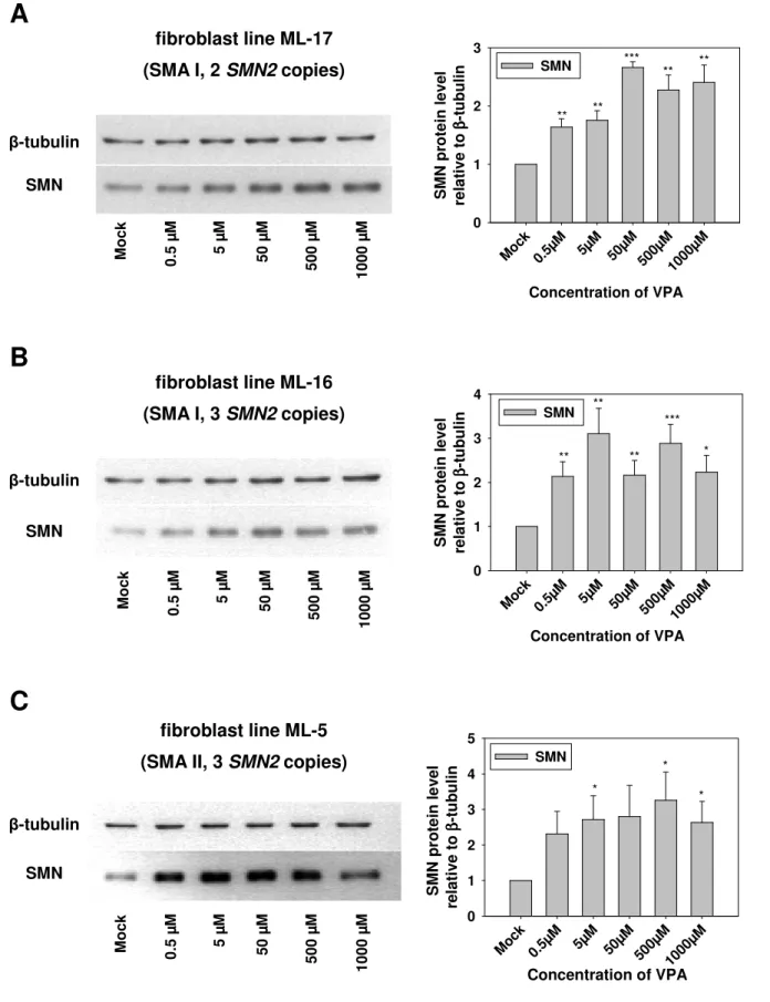 Figure 8: Increase of the SMN protein level in fibroblast cultures derived from SMA patients treated with  solvent (mock) or increasing concentrations of VPA (0.5, 5, 50, 500, and 1000 µM) for 16 h