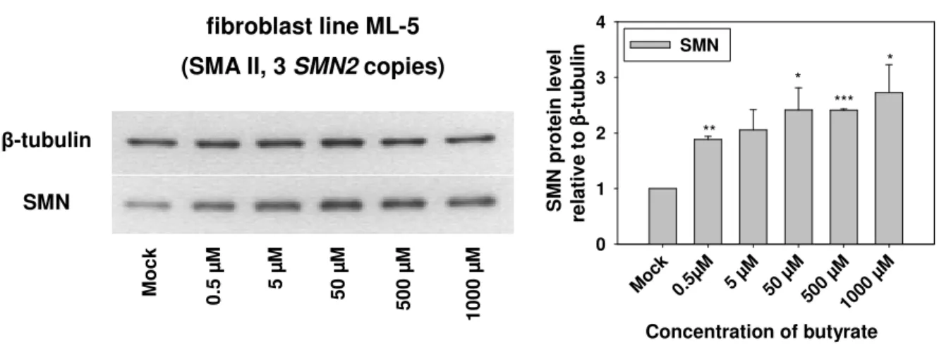 Table  13:  SMN  protein  level  (relative  to β-tubulin)  in  SMA  fibroblast  line  ML-5  after  butyrate  treatment