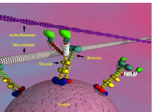 Figure   1: Major structure features of myosin molecular motors with their  corresponding track (actin filaments) are shown
