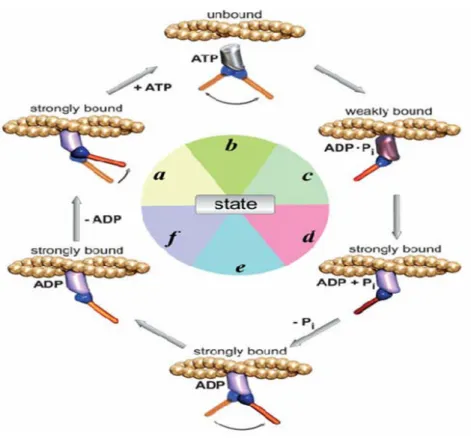 Figure 1.2: A minimal mechanochemical scheme for the actomyosin cross-bridge  cycle. Starting from the rigor complex, A·M (state  a), ATP binds to rapidly  dissociate the complex and the lever arm is reprimed to the pre-power-stroke  position (state  b)