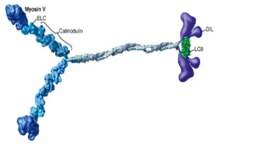 Figure   1.3:  The  structure of  the  myosin V protein, closest homologue of plant  class XI myosins