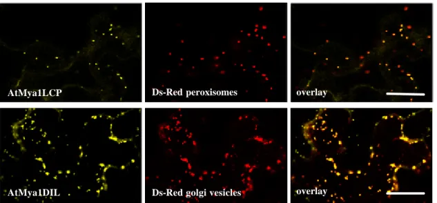 Fig 3.1.2 : Subcellular localization of At Mya1 LCP and DIL domain (Table  3.1.1.2). The YFP-tagged tail subsegments were used for transient expression in  Nicotiana bentamiana