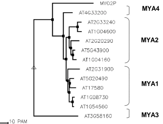 Figure 3.1.3: Alignment and phylogenetic tree of the complete tail domains of  Myo2p and all class XI myosins from  A