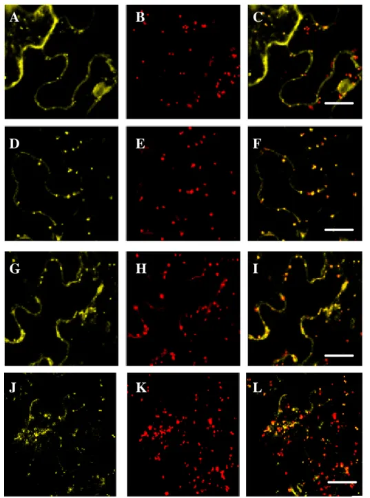 Figure 3.1.3.1: Subcellular localization of the DIL and  LCP-domains of  A. 