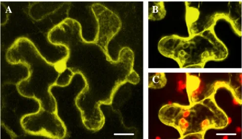 Figure 3.1.3.2:   Subcellular localization of the VEAK domain of  A. thaliana  members of class XI subclass Mya2 and Mya4