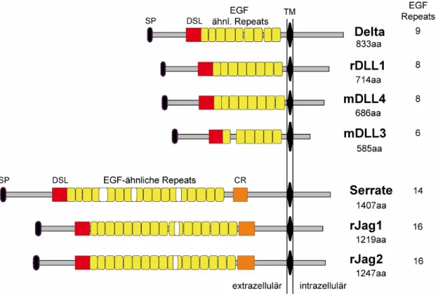 Abb. 3.1: Schematische Darstellung der Notch-Liganden aus Drosophila (Dl, Ser) und ihrer Orthologe aus den Vertebraten