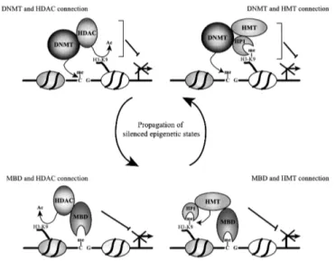 Abbildung  6. Zusammenspiel von DNA-Methylierung und Histon-Modifikationen zur  transkriptionellen Abschaltung von Genen