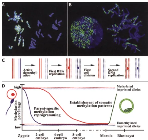 Abbildung  8. Elternspezifische Methylierung in frühen Embryonen von Mäusen.  Die Zellkerne  wurden mit DAPI (blau) gefärbt und methylierte Cytosine mit FITC-konjugierten Anti-5-mC Antikörpern  (grün) nachgewiesen