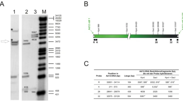 Abbildung  12. Identifizierung  von zusätzlichen DNA-Fragmenten zur Charakterisierung der  Verbindungsstelle von  adenoviraler zu adenoviraler DNA in der Zelllinie TR12  (A) und  Lokalisation der DNA-Hybridisierungssonden im Ad12-Genom (B  und C)
