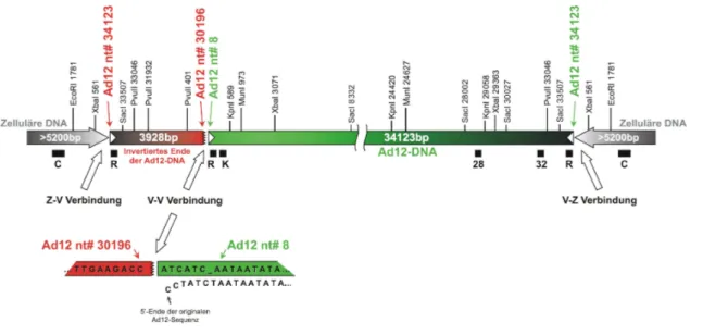 Abbildung  13. Schema des Transgenoms und der Integrationsstelle in der Zelllinie TR12