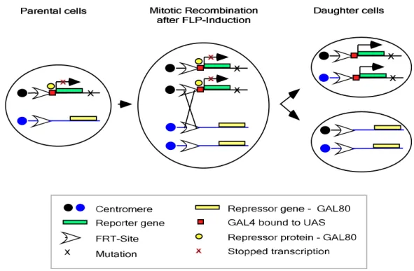 Fig. 1.4 The MARCM system. In parental cells, expression of reporter gene is suppressed by the presence of the GAL4  repressor, GAL 80