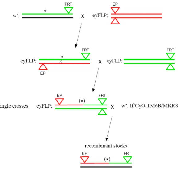 Figure 2.2 Scheme of establishing recombinants stocks. Green line represents FRT chromosome, red EP chromosome,  black – balancer chromosome