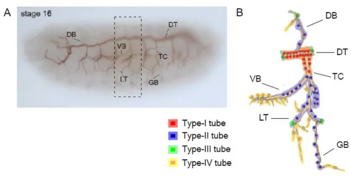 Figure 1.2  Each metamere consists of different types of branches. The tracheal system in a stage 16 embryo, visualised  by luminal marker (2A12) (A), and schematic representation of one metamere (B)