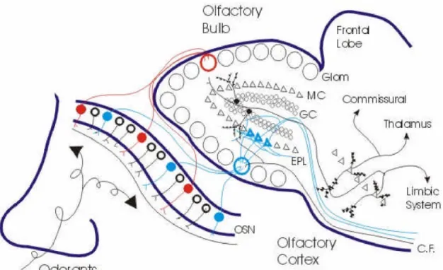 Fig 3: Neuronal circuit of the olfactory system. The general anatomical principles of the human olfactory system are shown the above illustration