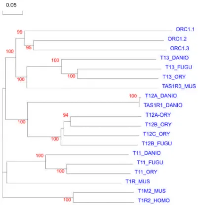 Fig 4: The unrooted bootstrapped tree showing the evolutionary relation ships of the ORC1 family of receptor from Danio rerio with taste receptors form with in danio rerio and other species.