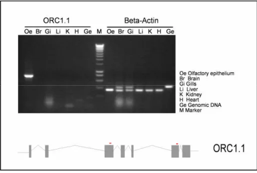 Fig 7: Determination of tissue distribution of ORC1 .1 gene expression by RT-PCR analysis