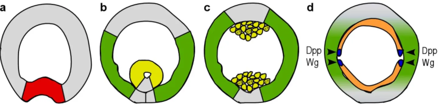 Figure 3. Schematic representation of mesoderm morphogenesis. (a-d) Schematic drawings of cross- cross-sections of embryos at four successive stages of mesoderm development