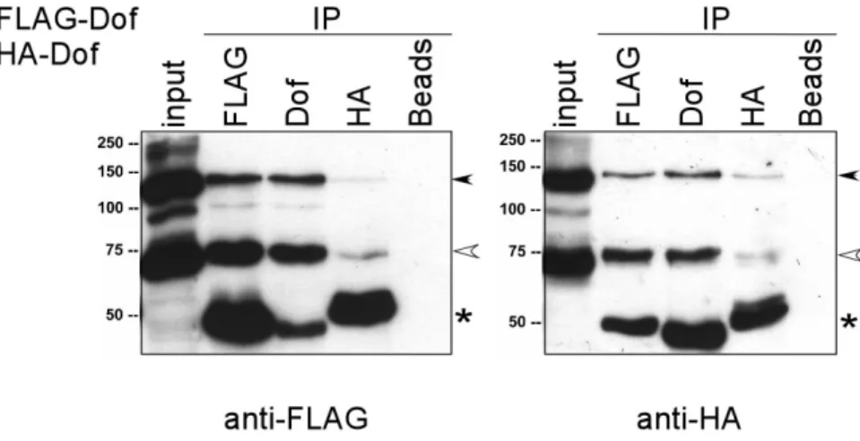 Figure 8. Interaction of Dof with itself. N-terminally FLAG and HA epitope-tagged Dof proteins were  expressed transiently in Drosophila S2 cells under the control of the metallothionein promoter