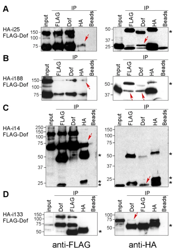 Figure 13. Immunoprecipitation assay of Dof with i-clones encoding for diverse proteins