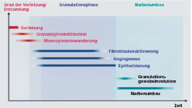 Abbildung 1: Phasen der Wundheilung (Smola et al., 2001) 