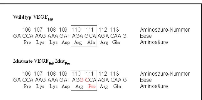 Abbildung 3: Aminosäure- und Basensequenz von VEGF 165  Wildtyp und der VEGF 165  Mutante Pro 111 