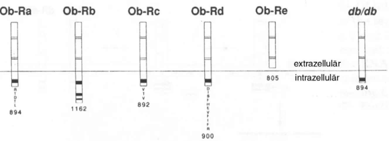 Abbildung 5: Schematische Darstellung der 5 Leptin-Rezeptor-Isoformen und des db/db Rezeptors