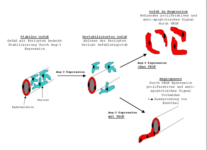 Abbildung 6: Modell der Interaktion von VEGF und den Angiopoietinen. Hier dargestellt sind die Phasen  der Gefäßaussprossung und die determinierenden Faktoren (modifiziert nach Hanahan, 1997)