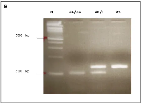 Abbildung 9: Typisierung der homozygoten db/db Mäuse über PCR und Restriktion. A) Exonstruktur des  Leptinrezeptorgens