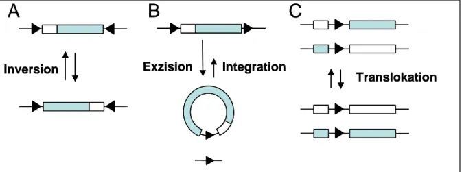 Abbildung 1-1: Schematische Darstellung von sequenz-spezifischen Rekombinations- Rekombinations-möglichkeiten zwischen unterschiedlich orientierten Rekombinationsregionen