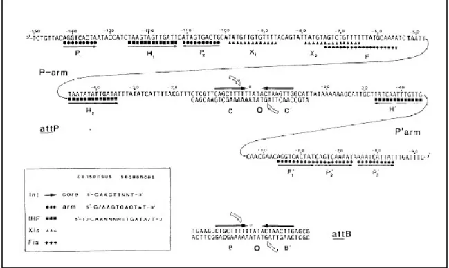 Abb. 1-3:  DNA-Sequenz und Proteinbindungsstellen der attP- und attB-Regionen.  Die  Erkennungssequenzen der jeweiligen Proteine sind durch die im Kasten angezeigten Symbole  markiert