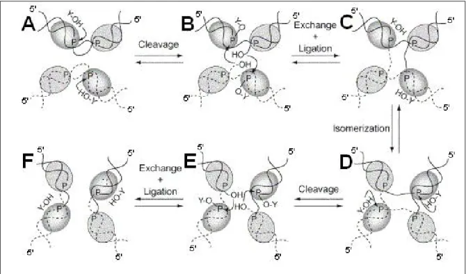 Abb. 1-4: Mechanismus der λ-Integrase (Int) vermittelten sequenz-spezifischen Rekombination  (nach Nunes-Duby et al., 1995a)