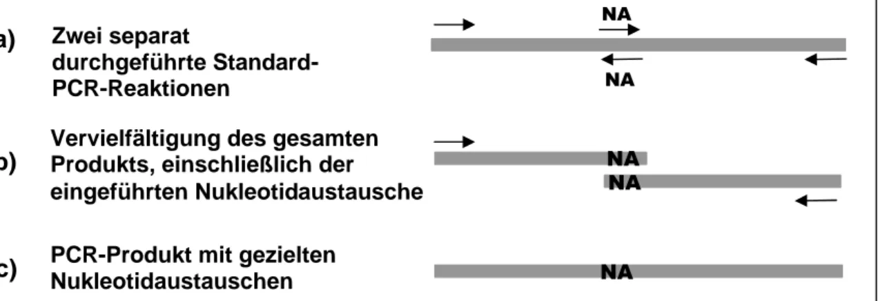 Abbildung 3-1: Schematische Darstellung der PCR-Mutagenese.  (nach Christ 2002,  Dissertation)