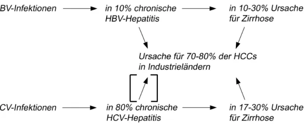 Abbildung 1: Schematische Darstellung der Entstehung des HCCs als Folge der chronischen  Virushepatitis