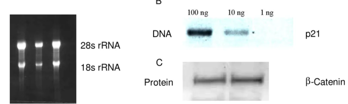Abbildung  4:  Isolierung  von  Gesamt-RNA,  genomischer  DNA  und  Protein  mit  Hilfe  von   TRIzol aus Lebergewebe