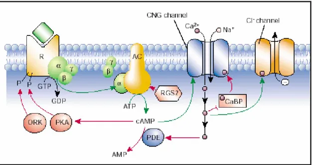 Fig I.2 Sensory transduction in the OSN cilia: AC, adenylyl cyclase; CNG channel, cyclic nucleotide-gated channel; PDE, phosphodiesterase; PKA, protein kinase A; ORK, olfactory receptor kinase; RGS, regulator of G proteins (but here acts on the AC); CaBP,