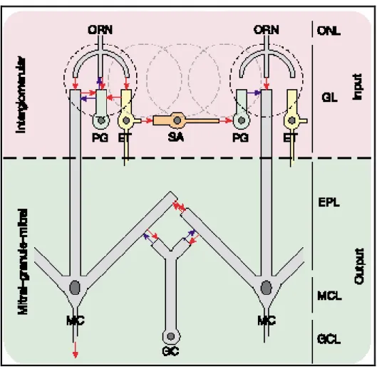 Fig I.3 Figure showing two serial levels of MOB inhibitory circuits. The upper half shows the on center-off surround inhibitory network of the short axon cells