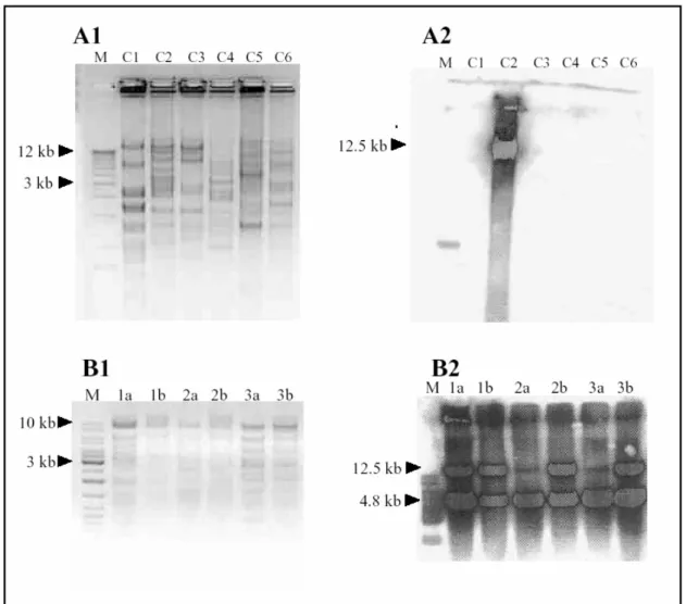 Figure III.1: Cloning of mouse C-fos gene from P1 and BAC libraries