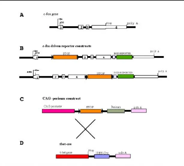 Figure III.4: Schematic of the C-fos and pericam and the T-Bet constructs. The C-fos gene (A) was modified as shown (B) with the stop cassette in intron one or exon four.