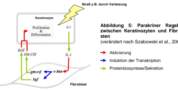 Abbildung  5:  Parakriner  Regelkreis  zwischen  Keratinozyten  und   Fibrobla-sten 