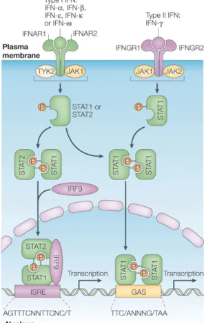 Figure 1. Interferon receptors and  activation of the JAK–STAT pathways by  type I and type II interferons