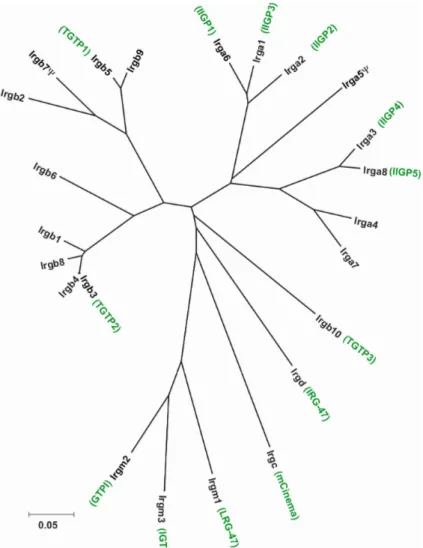 Figure 2: Unrooted tree of nucleotide sequences of the G-domains of the 23 members of the mouse  p47 GTPase (Irg) family (p-distance based on a Neighbour-Joining method)