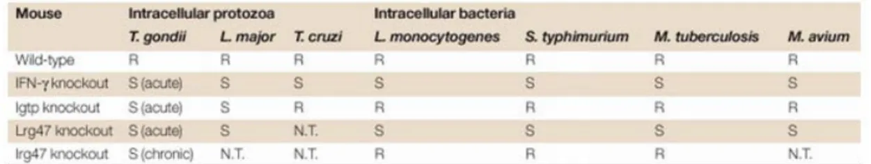 Table 2. This table (from Taylor et al. [111]) summarizes the phenotypes of the three available p47  GTPase deficient mice in comparison to the IFNγ deficient mouse (S, susceptible, R, resistant, N.T.,  not tested) 