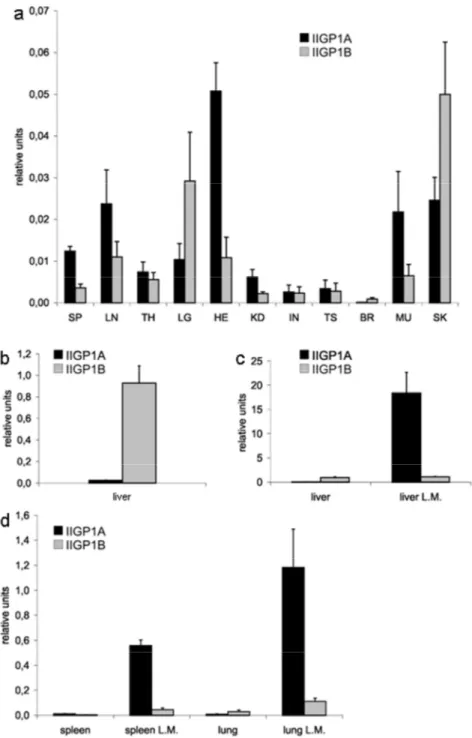 Figure 5: Expression profile of IIGP1A and IIGP1B splice variants in mouse organs 