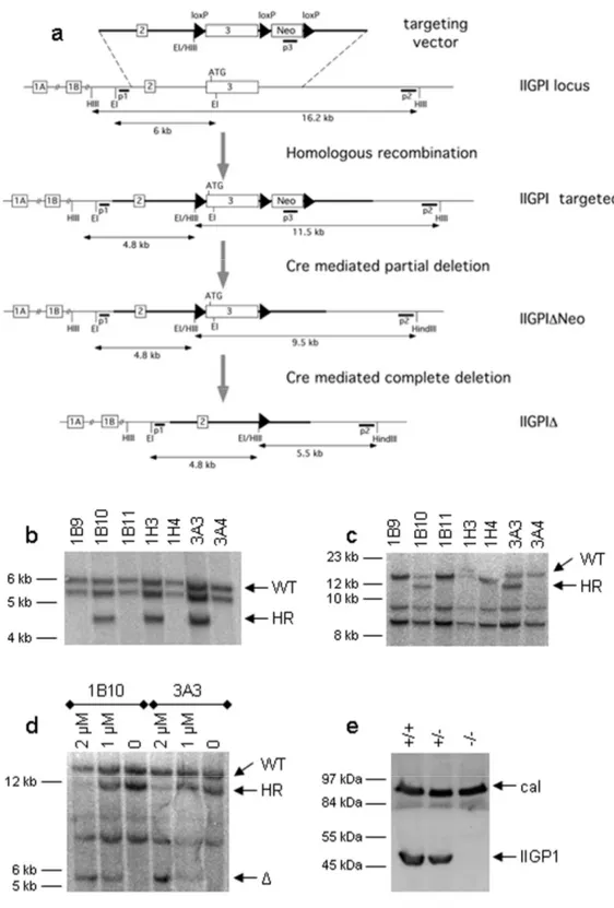 Figure 7: Generation of IIGP1-deficient ES cells 