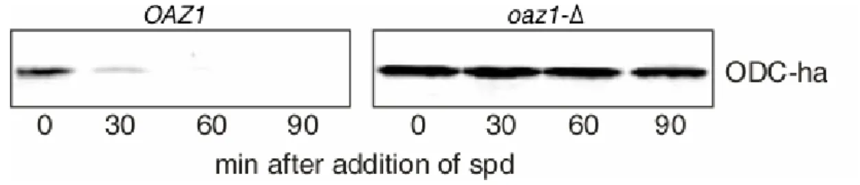 Fig. 15. Spermidine chase of ODC-ha in wild-type and oaz1-∆ cells 
