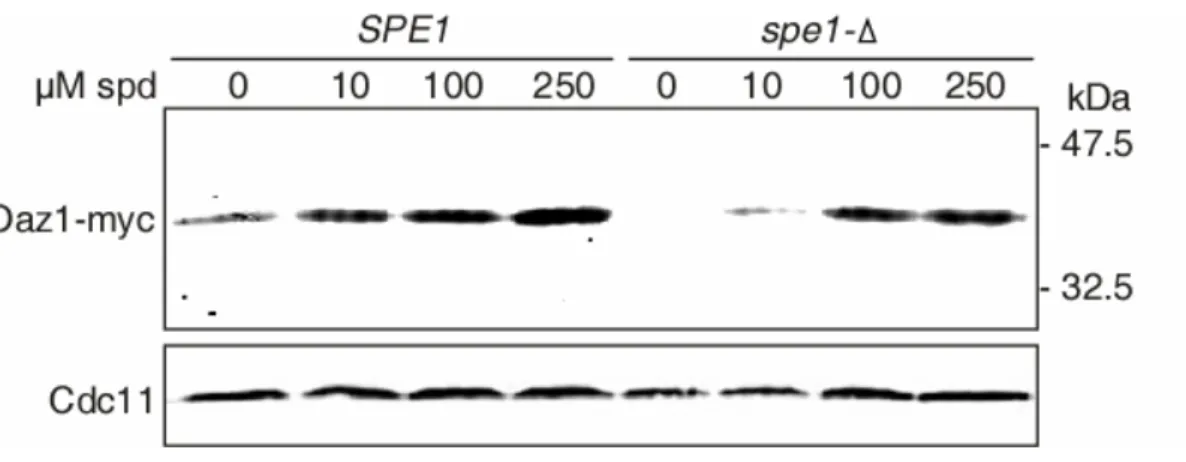 Fig. 17. Spermidine-induction of Oaz1-myc  