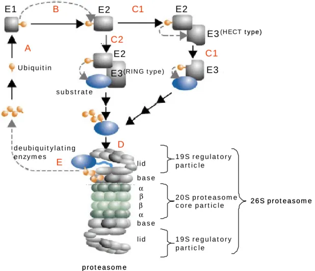 Figure  1-2 Simplified overview of the ubiquitin-proteasome pathway. A, activation of Ub by an E1; B, transfer of  activated Ub to an E2; C1/C2, recognition of a substrate molecule by an E3 and biosynthesis of a substrate-linked  poly-Ub chain; D, binding 