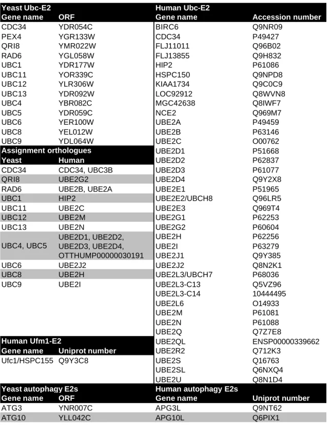 Table  3-7 List of yeast and human E2s. Orthology assignments are given in a subtable