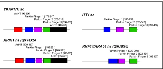 Figure  3-7 Domain structure of yeast YKR017C and ITT1 as well as of their human orthologues