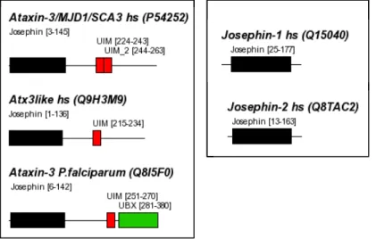 Figure  3-15 Domain organisation of representative ataxin-3 related proteins. The N-terminal box labelled 